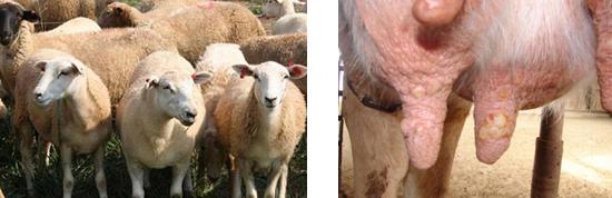 Оспа овец и оспа коз. Краткая характеристика инфекционного заболевания